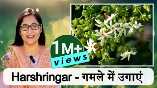 🔴HARSHRINGAR PLANT CARE हरसिंगार PARIJAT NIGHT BLOOMING JASMINE IN POT gardening jasmine parijat [upl. by Zobkiw275]