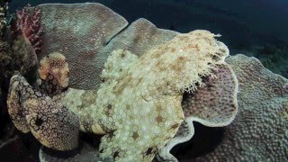 Tasselled Wobbegong  Eucrossorhinus dasypogon [upl. by Silverman]