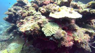 11 Exploring Gibsons Bight Roatan Honduras [upl. by Aihsemek]