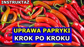 Jak uprawiać Paprykę Krok po Kroku Uprawa Papryki od Sadzenia do Zbioru [upl. by Cash]