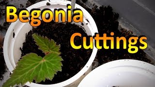 Begonia Propagation  How to Root Cuttings of Begonia and Grow them Through the Winter [upl. by Arinaj723]