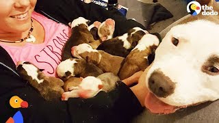 Pit Bull Dog Mom Brings Puppies To Foster Mom PUPPY ADOPTION UPDATE  The Dodo [upl. by Ultann]