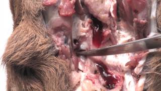 How to inspect the head of a roe deer [upl. by Oinigih]