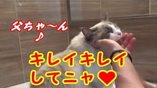 お手入れが待ち遠しい猫 ラグドールのコハク君 Ragdoll Cat Kohaku [upl. by Timi]