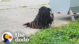 The Most Dramatic Rescue Dog Transformations  The Dodo [upl. by Mazman]