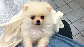 CUTEST PUPPY  Luna The 8 Week Old Pomeranian Puppy [upl. by Lorolla]