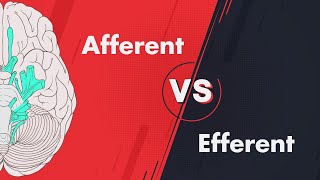 Afferent vs Efferent  Cranial Nerve Modalities [upl. by Lamrej]