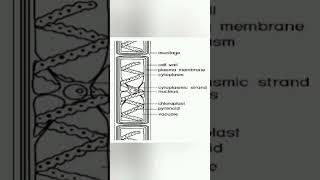 Cell structure and life cycle of spirogyra spirogyra [upl. by Aicek]