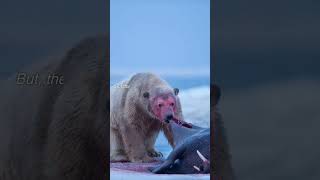 polar bear and walrus fight shorts [upl. by Drofhsa]