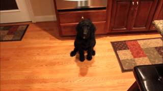 Timlapse Labradoodle growing up [upl. by Moulden338]