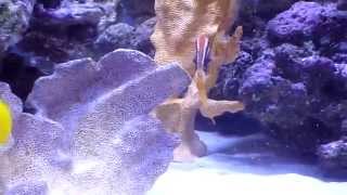 Saltwater Aquarium  beautiful and rare bicolor goatfish [upl. by Ohcirej]