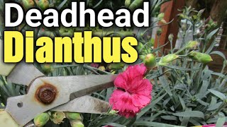 How to Deadhead Dianthus  Gardening for Beginners [upl. by Alletnahs386]