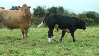 Belgian Blue Limousin amp Simmental AI Progeny [upl. by Anoli358]