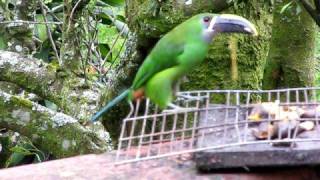 Tucancito Verde Spanish  Emerald Toucanet English [upl. by Carilla913]