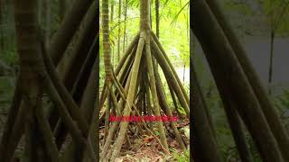 These Trees Can Walk short ytshorts malayalam factsdaily factsmalayalam short walking trees [upl. by Theodoric]