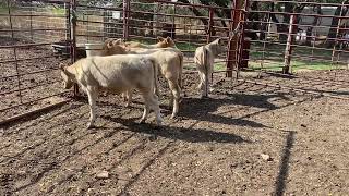 Charolais X Heifer Calves  Lot 545 [upl. by Palecek]