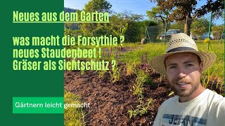 Was macht die Forsythie  Gräser als Sichtschutz geht das [upl. by Annelg]