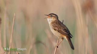 Sedge Warbler [upl. by Fai861]