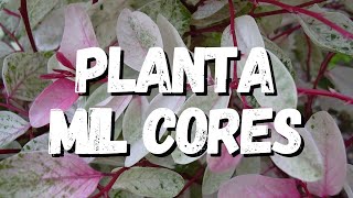 Planta Mil Cores Um Guia Completo Para Você [upl. by Landre586]