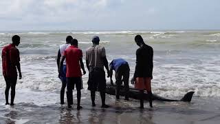 A bottlenose Dolphin at the shores of Komenda College of Education [upl. by Erdnua]