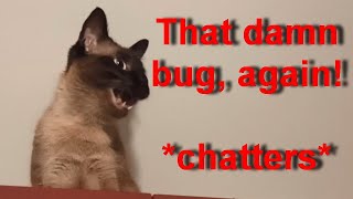 Siamese cat chattering after seeing a bug  Meimei and her nemesis funny cute [upl. by Atauqal]