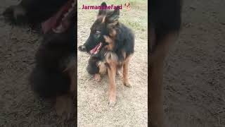 Belamasti k mood m h germanshephed doglover training viralvideo like subscribe [upl. by Ahsyekat649]