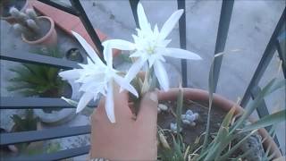 Pancratium maritimum Giglio di mare [upl. by Alethea256]