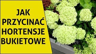 Jak przycinać hortensje bukietowe i co zrobić aby miały duże kwiaty [upl. by Quirita]