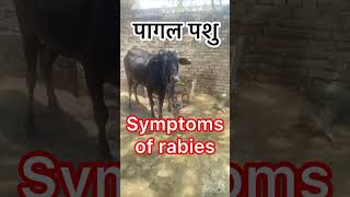 Symptoms of rabies l dr Umar Khan [upl. by Eahcim]