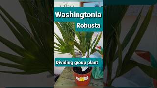 Washingtonia Robusta multi palm tree division [upl. by Dott64]