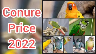 conure price 2022 [upl. by Fattal964]