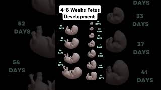 48 Weeks Fetus Development subscribe babydevelopment pregnant [upl. by Celina71]