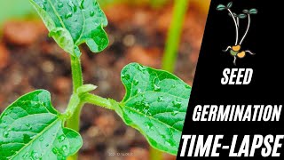 Seed germination timelapse [upl. by Alejandro763]