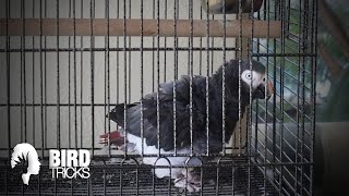 What Happened to Lincoln The Timneh African Grey [upl. by Federico419]