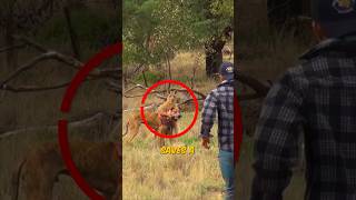 Man Saves a Dog from Kangaroo 😍 [upl. by Gove553]