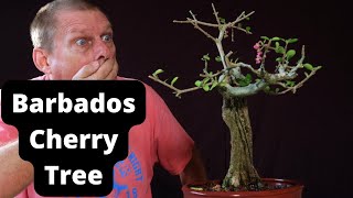 Barbados Cherry Bonsai Tree Repotted Malpighia emarginata also known as acerola cherry [upl. by Silver110]