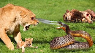 Lion Vs Snake Mother Lion Endured A Painful Punishment When Confronting A Poison Snake To Save Cub [upl. by Eissolf486]