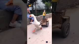 2 December 2024duck car sorts viralvideo youtubeshorts [upl. by Yleak309]