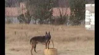 berger malinois au maroc  wwwchiendressagecla [upl. by Maer]