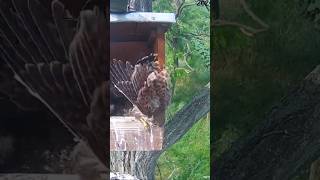 Kestrels chick fall from the nest kestrels birds shorts kestrelnest commonkestrel fallfromnest [upl. by Notgnilliw]