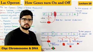 Regulation of gene Expression  Lac Operon  Lecture 10 [upl. by Eahsed]