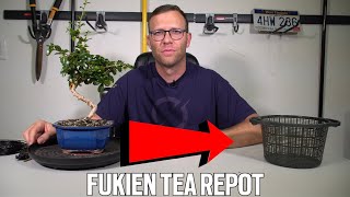 Repotting My Fukien Tea Bonsai  Carmona [upl. by Hite235]