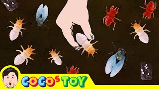 Lets raise cicada larvae in my flower pot｜Insect names for children｜CoCosToy [upl. by Alten]