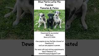 Blue Merle CollieLab Mix Puppies for sale❤😃👍 shorts fyp shortsvideo [upl. by Moritz]