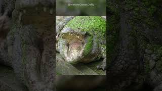 Female Crocodile Gives Birth Without Male  Nature Quest Daily  shorts [upl. by Jeffers]