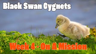 Super Cute Black Swan Cygnets  Week 4 On A Mission [upl. by Enaamuj]