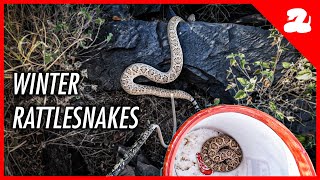 Couple Finds a Rattlesnake Den on Their Porch [upl. by Dnumsed]