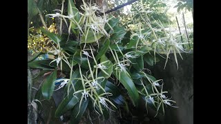 Epidendrum Ciliare [upl. by Ahtekahs622]