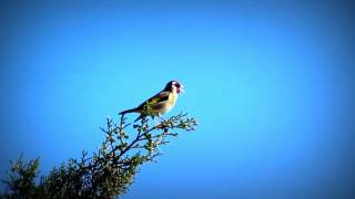 Chant De Chardonneret Elégant Dans La Nature [upl. by Cutcheon]