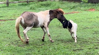 Horse vs Goat 🐴🐐 Fighting to become the leader [upl. by Alby]